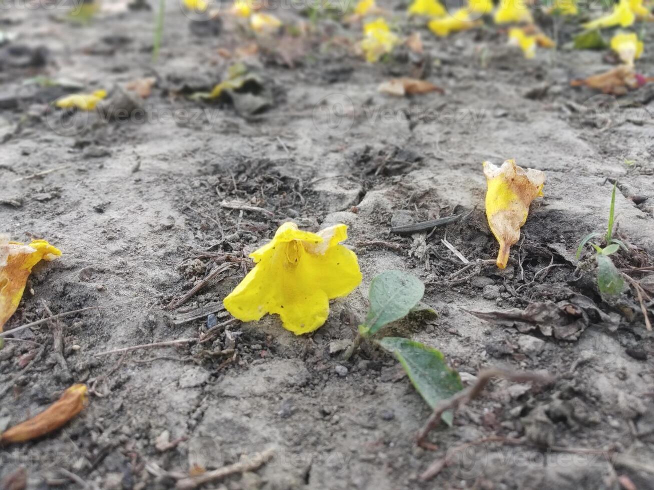 skön höst landskap med färgrik lövverk i de parkera faller blommor naturlig bakgrund foto