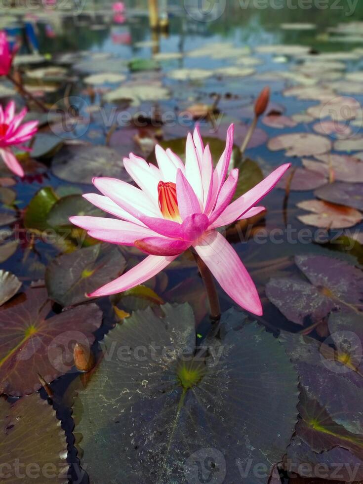 lotus blomma flytande på vatten natur bakgrund skrivbordet tapet foto