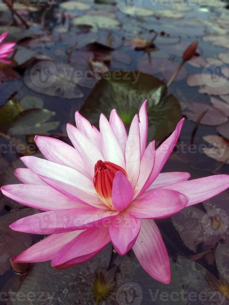 lotus blomma flytande på vatten natur bakgrund skrivbordet tapet foto