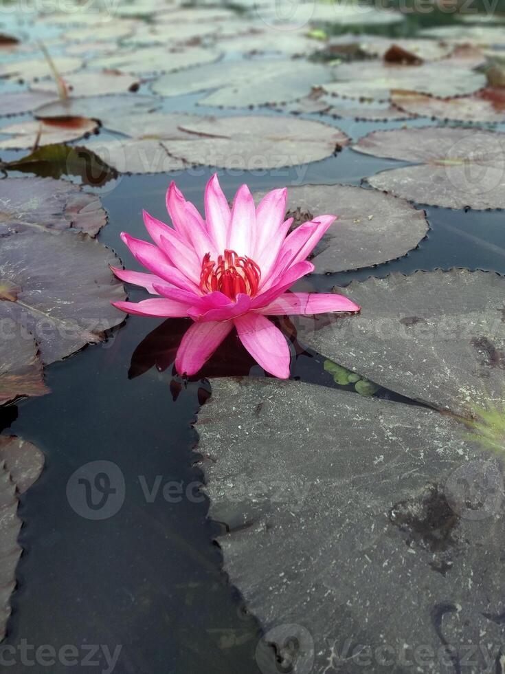 lotus blomma flytande på vatten natur bakgrund skrivbordet tapet foto