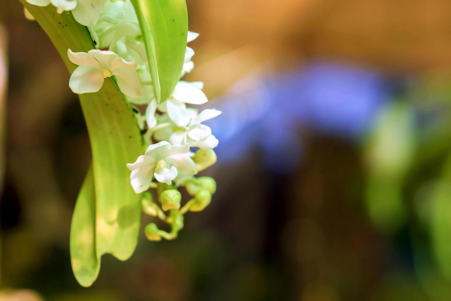 närbild och beskära vit orkide i blomma pott hängande i de orkide camber på suddigt bakgrund. foto