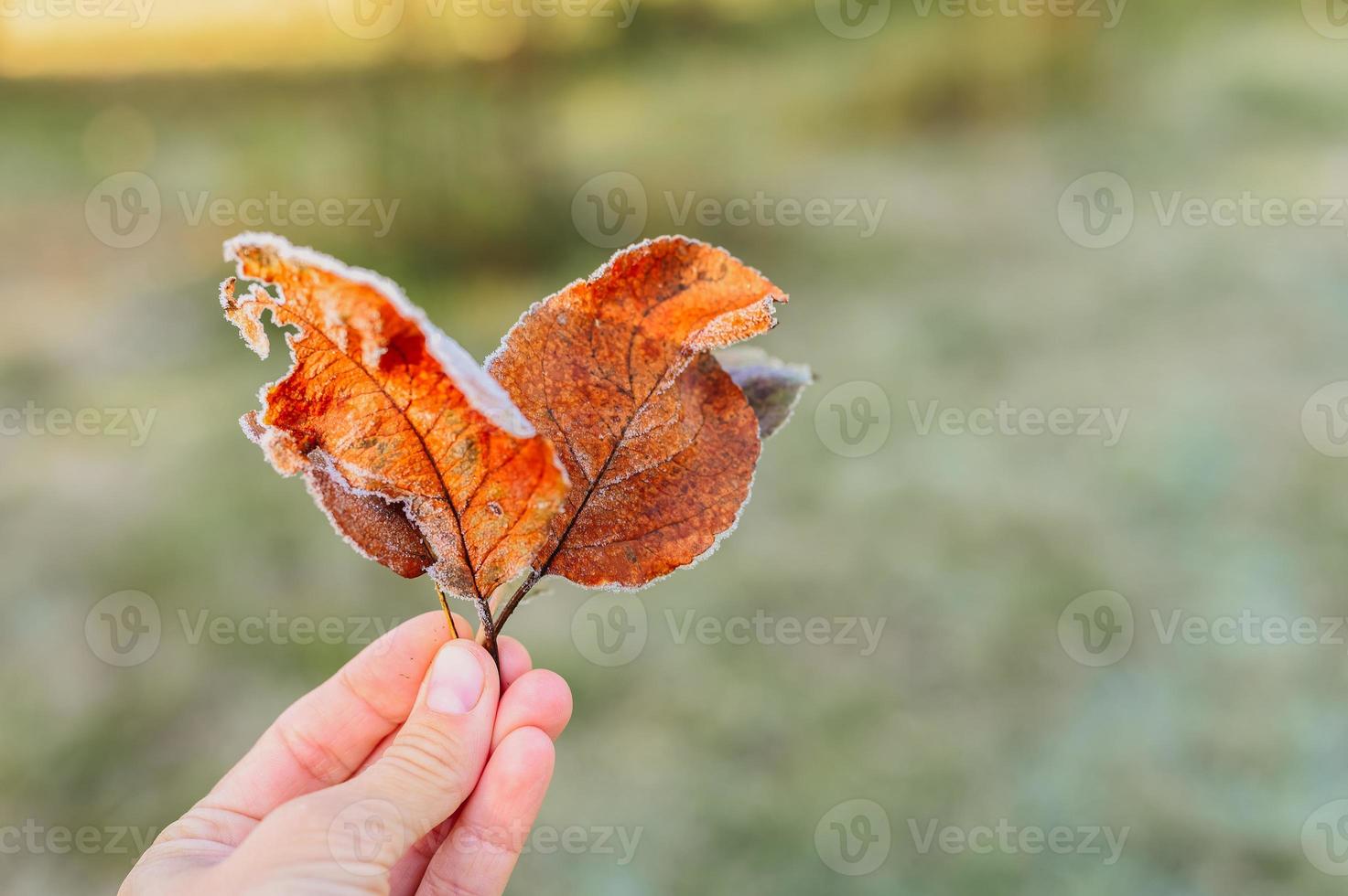 höstens höstlöv i en kvinnas hand mot bakgrunden av suddigt grönt gräs foto