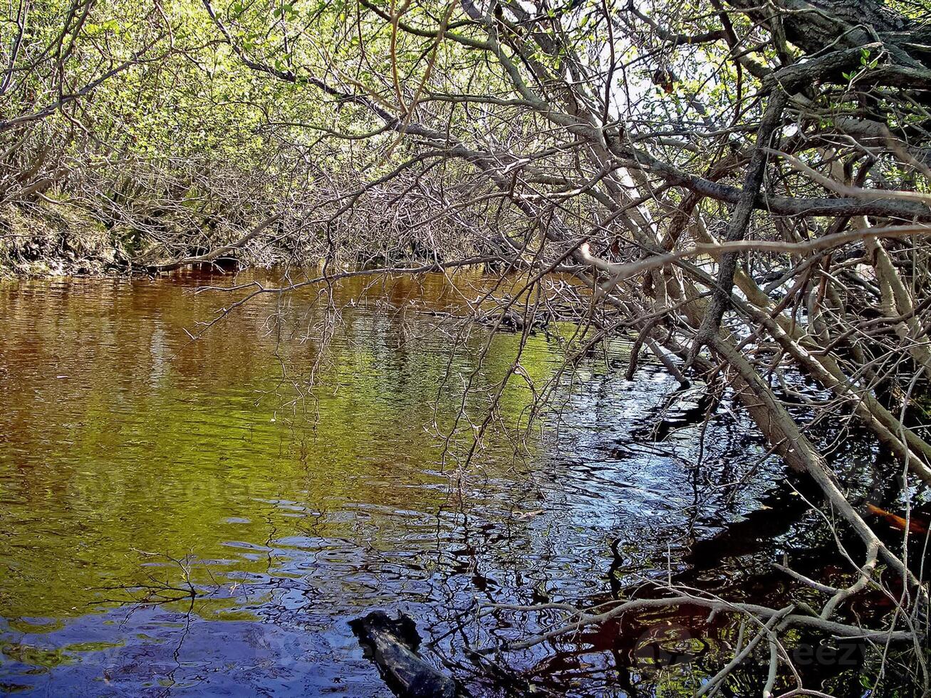 flod i de skog under de grenar, träd. tidigt vår. foto