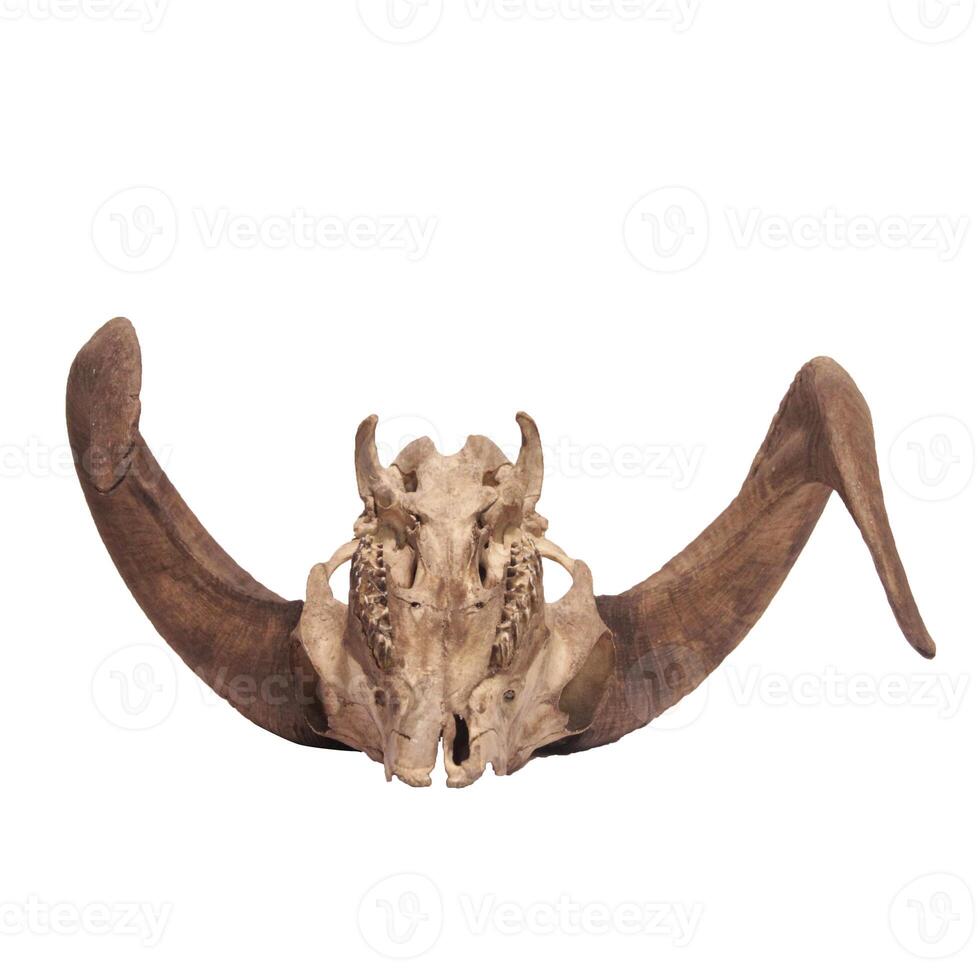Foto av en get eller får skalle med horn