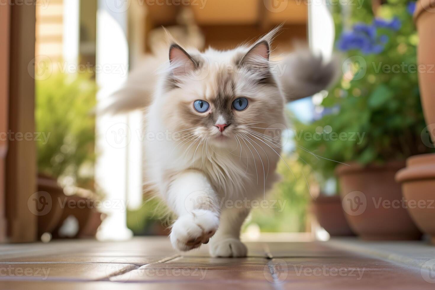 ai genererad medium skott porträtt fotografi av en leende ragdoll katt löpning mot ett lockande främre veranda. foto