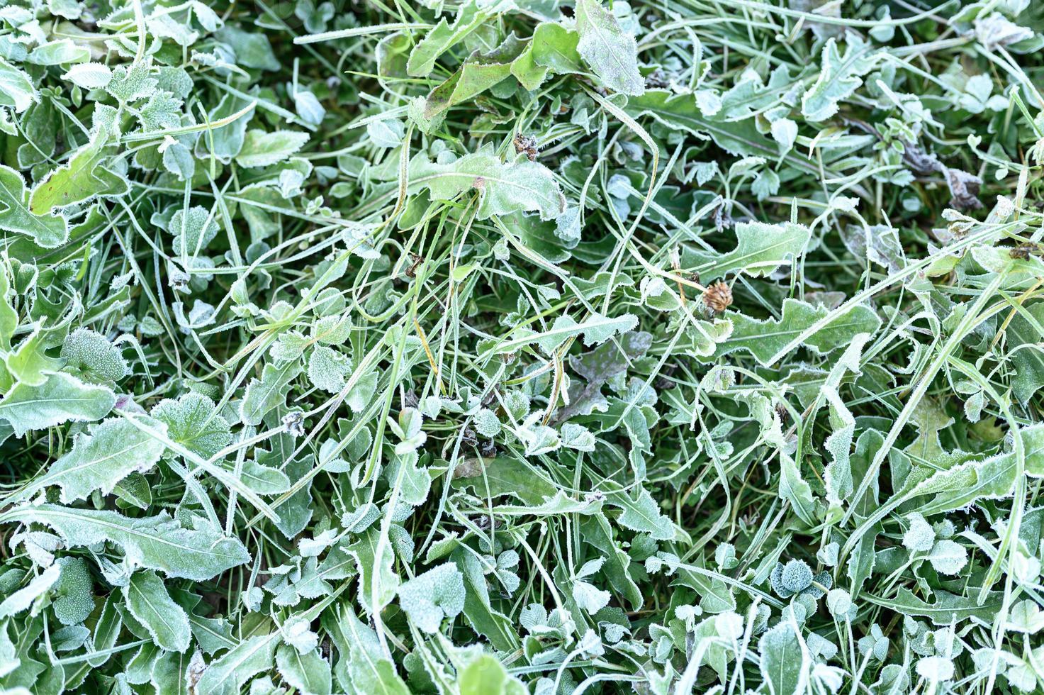 frostiga gräsblad frusna på hösten foto