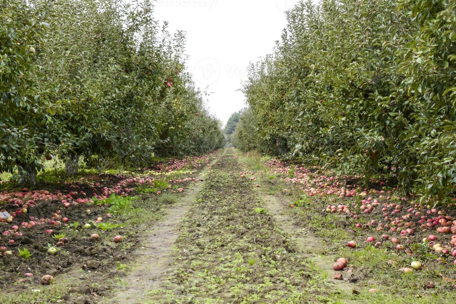 äpple fruktträdgård. rader av träd och de frukt av de jord under t foto