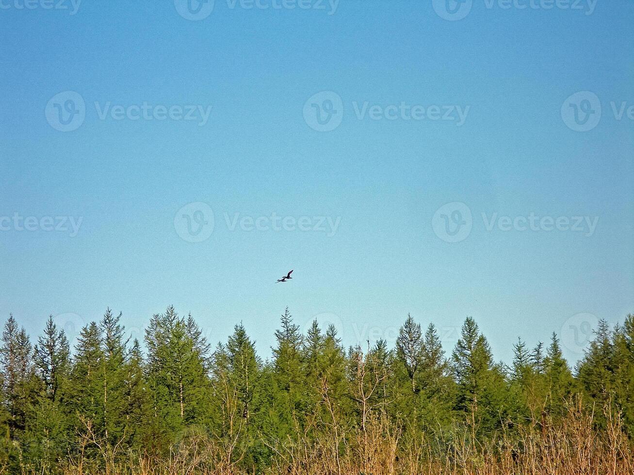 skog tundra landskap i de sommar. taiga av sibirien. yamal. foto