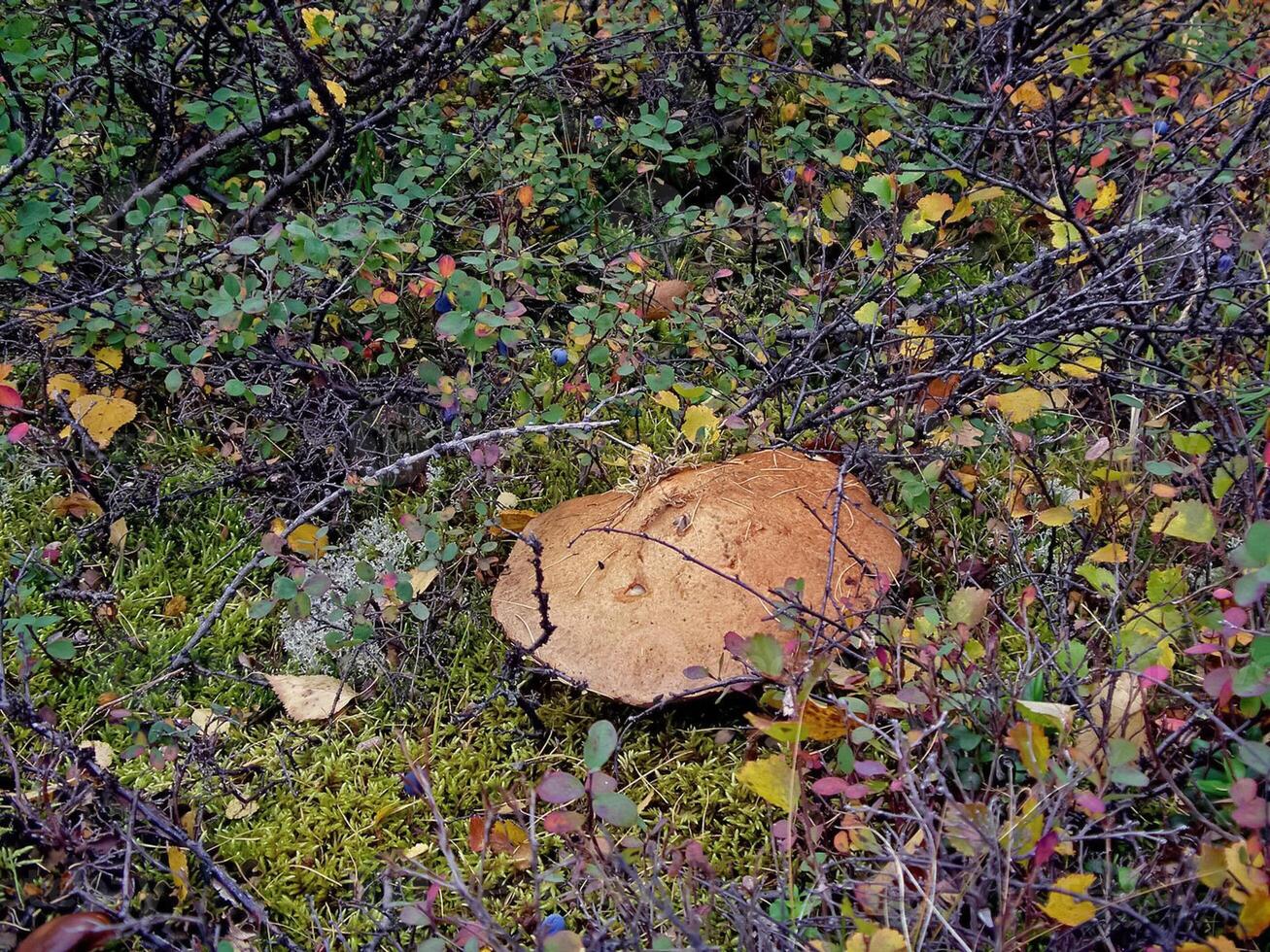 ätlig svamp i de skog skräp. svamp i de skog-t foto