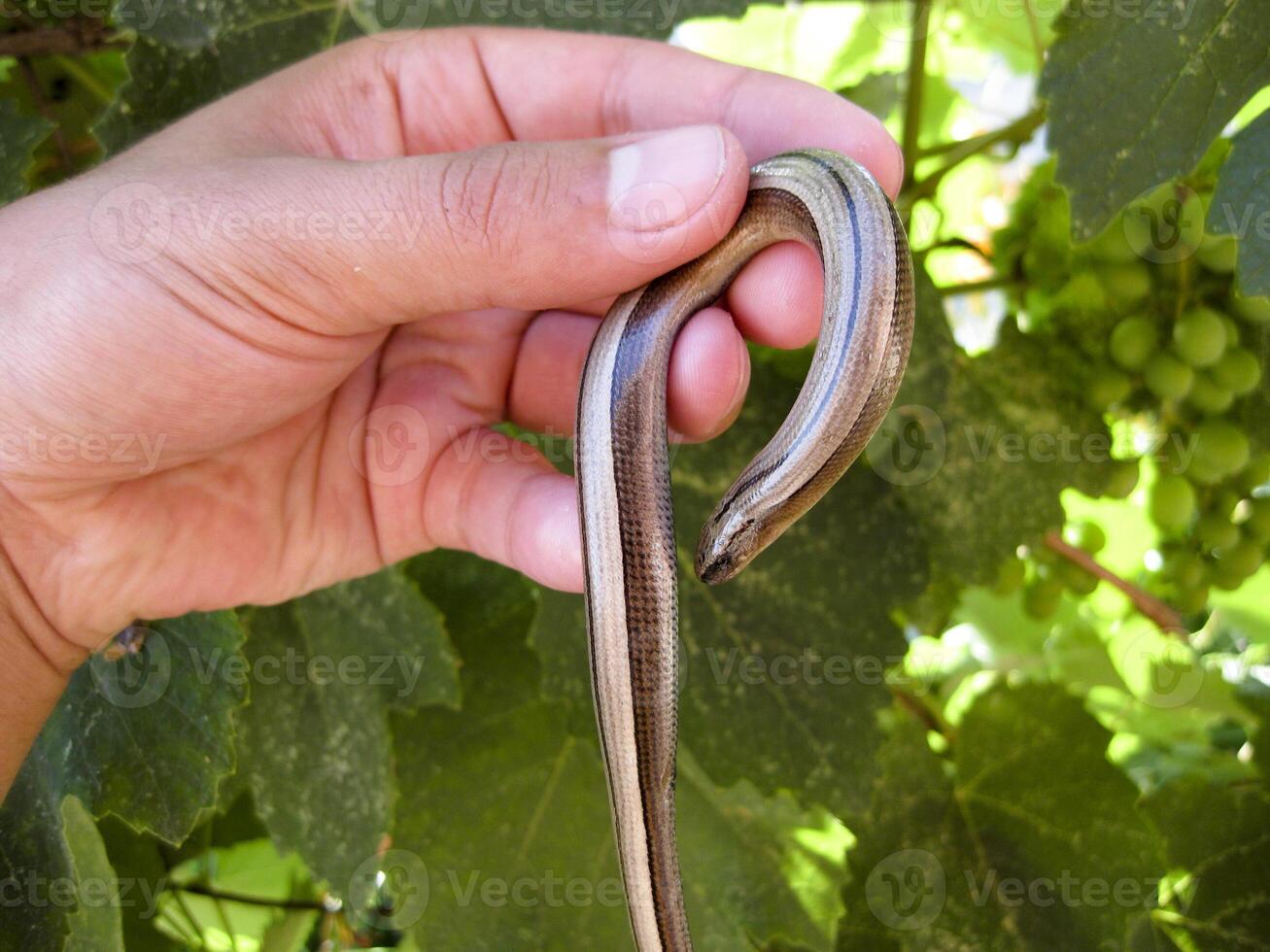 benlös ödla slända i mänsklig hand. anguis fragilis. foto