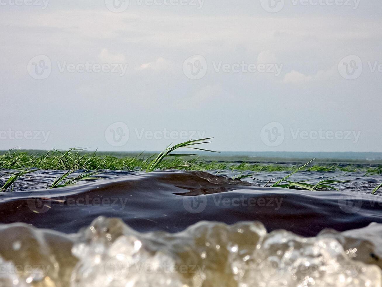 de kant av de vatten i de flod nära de Strand. gräs i de foto