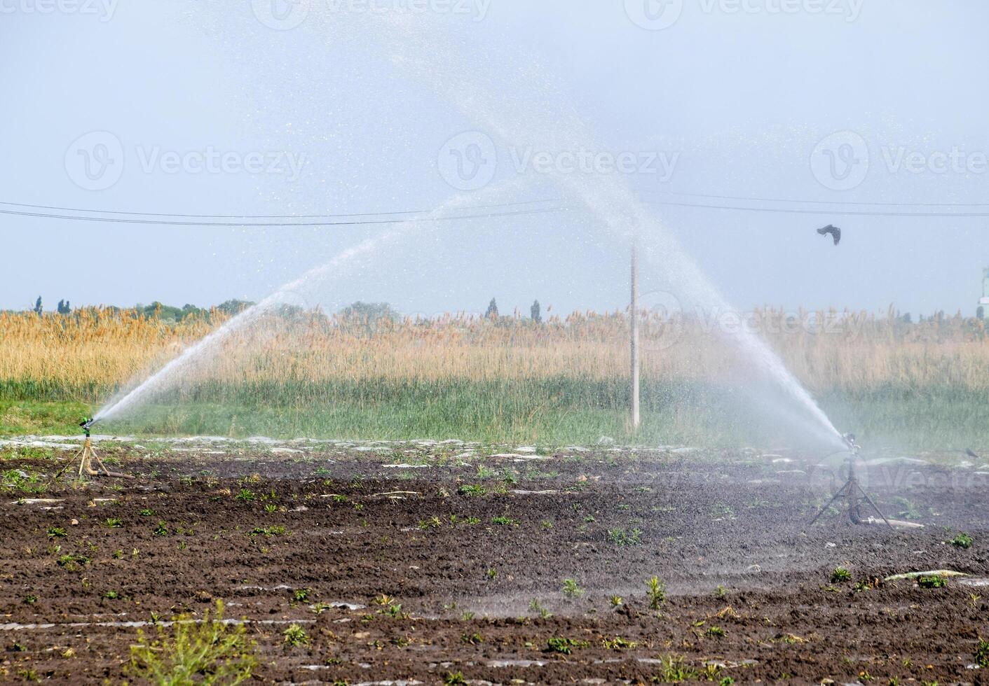 bevattning systemet i fält av meloner. vattning de fält. sprinkler foto