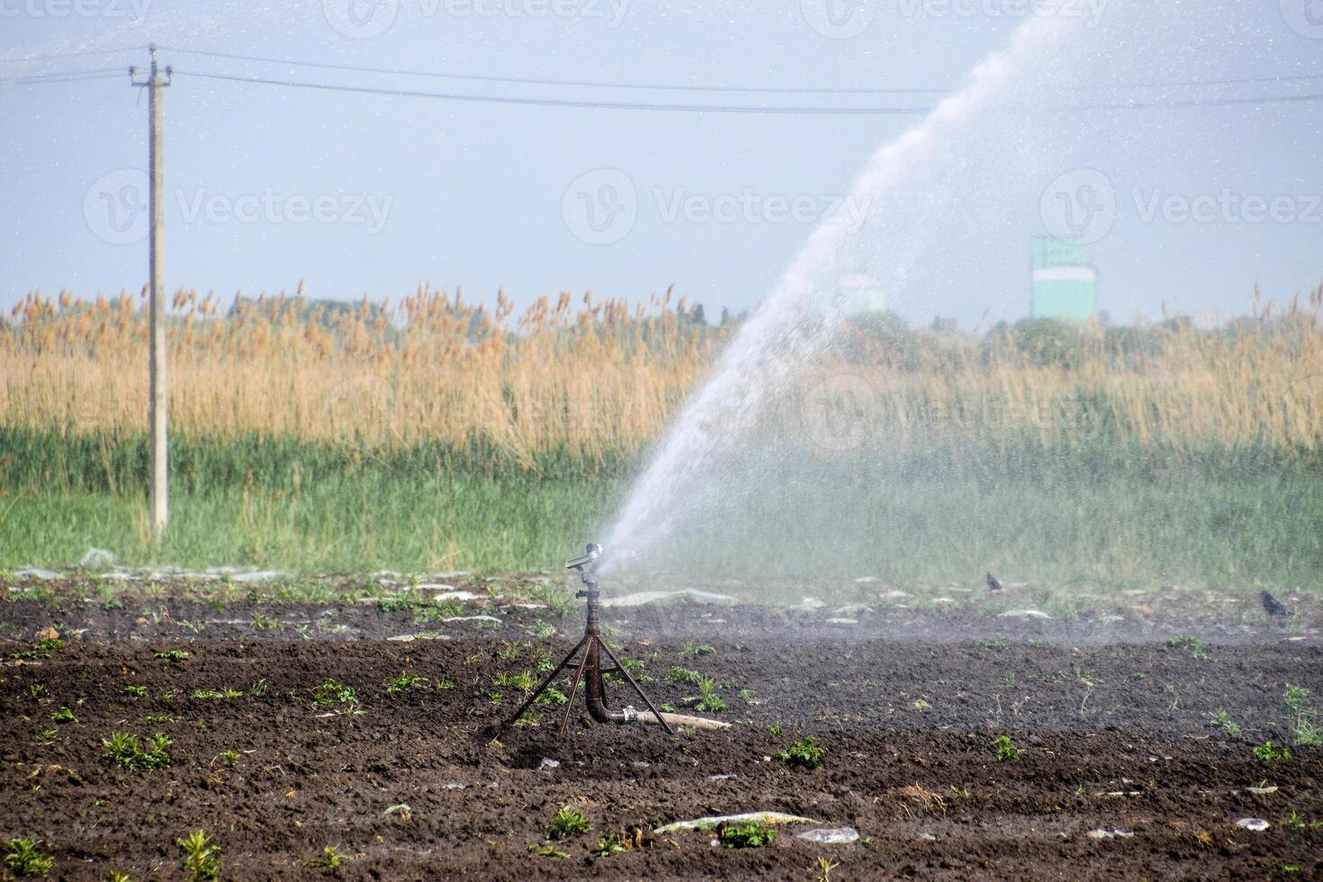 bevattning systemet i fält av meloner. vattning de fält. sprinkler foto