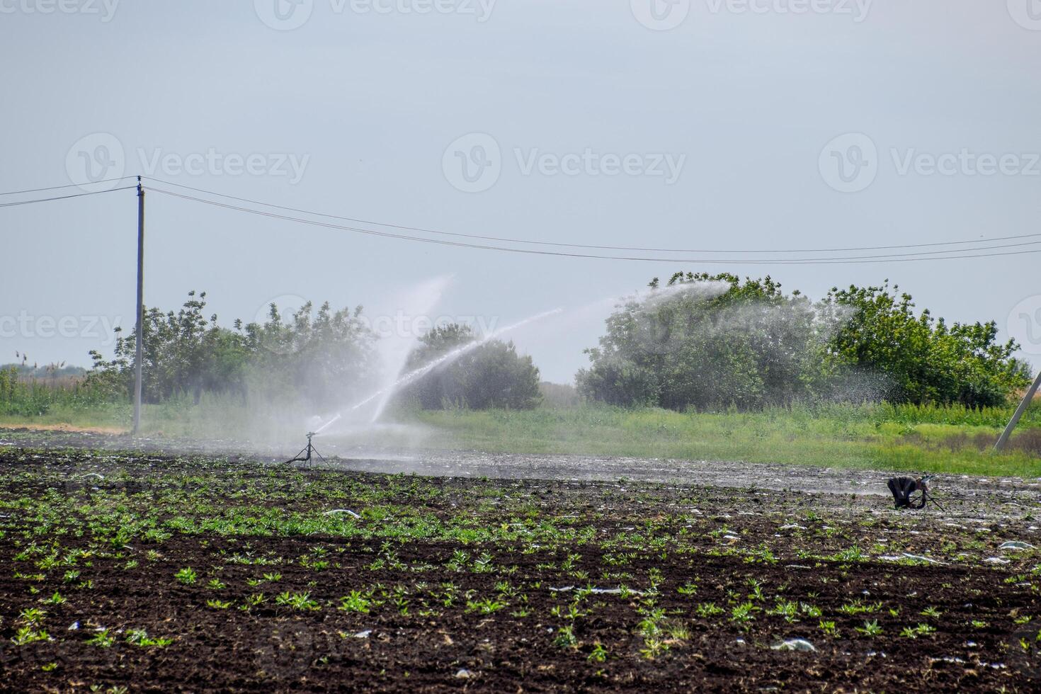 bevattning systemet i fält av meloner. vattning de fält. sprinkler foto