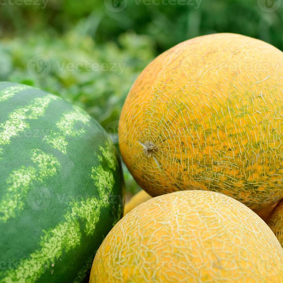 mogen melon och vattenmelon de ny skörda. foto