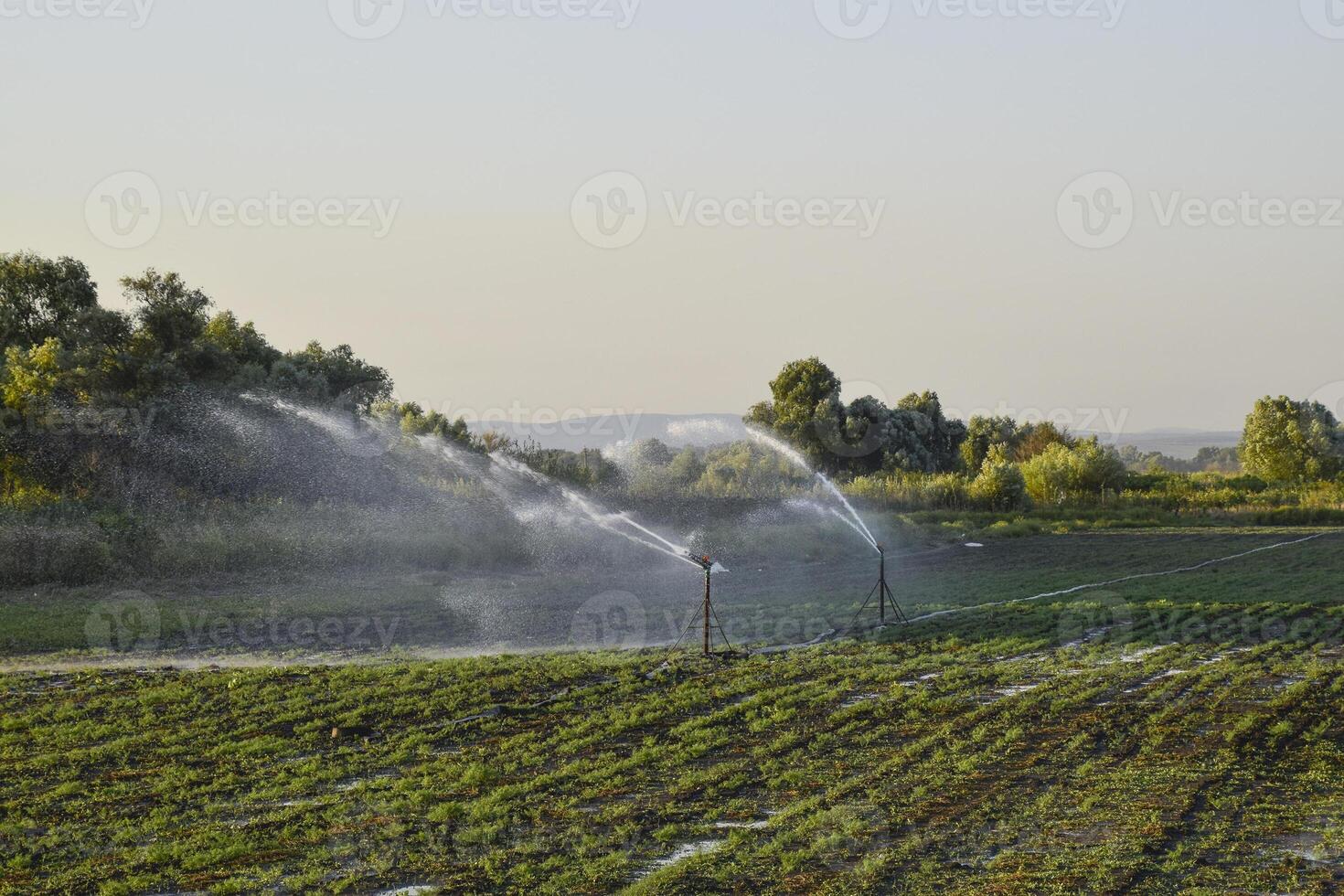 bevattning systemet i fält av meloner. vattning de fält. sprin foto