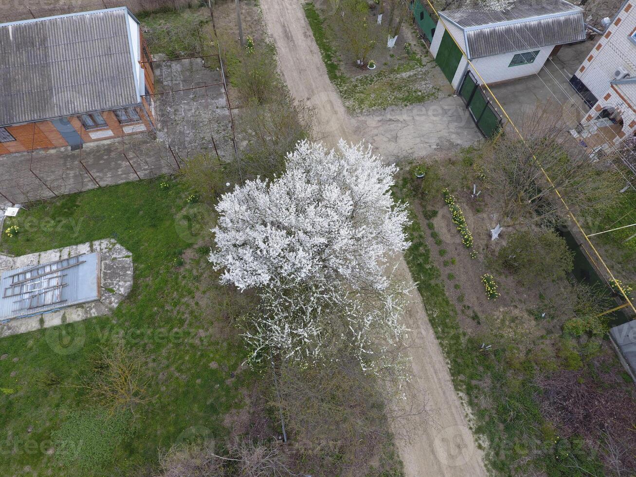 blomning körsbär plommon. en körsbär träd på de väg. vit blommor av plommon träd på de grenar av en träd. vår trädgård. foto