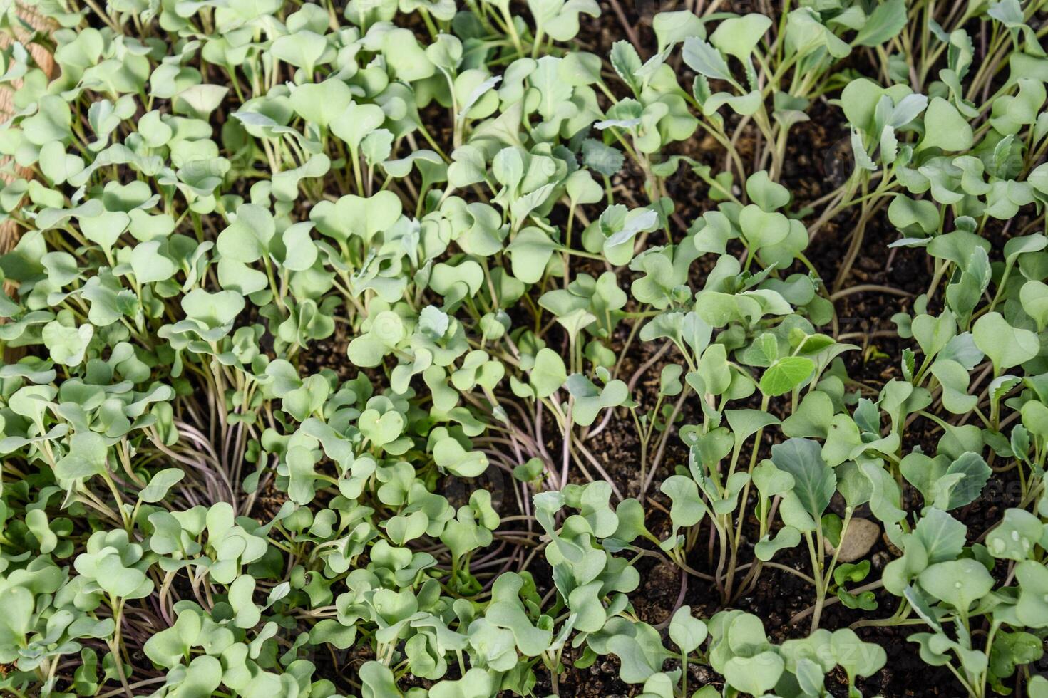 plantor av kål. odling av kål i en växthus. se foto