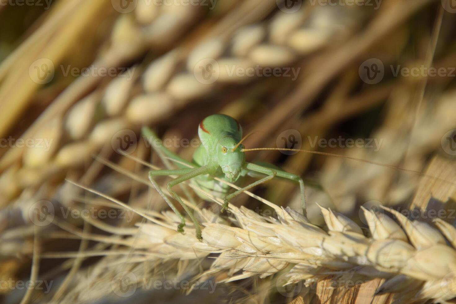 isofia. gräshoppa är ett isofi på en vete spikelet. foto