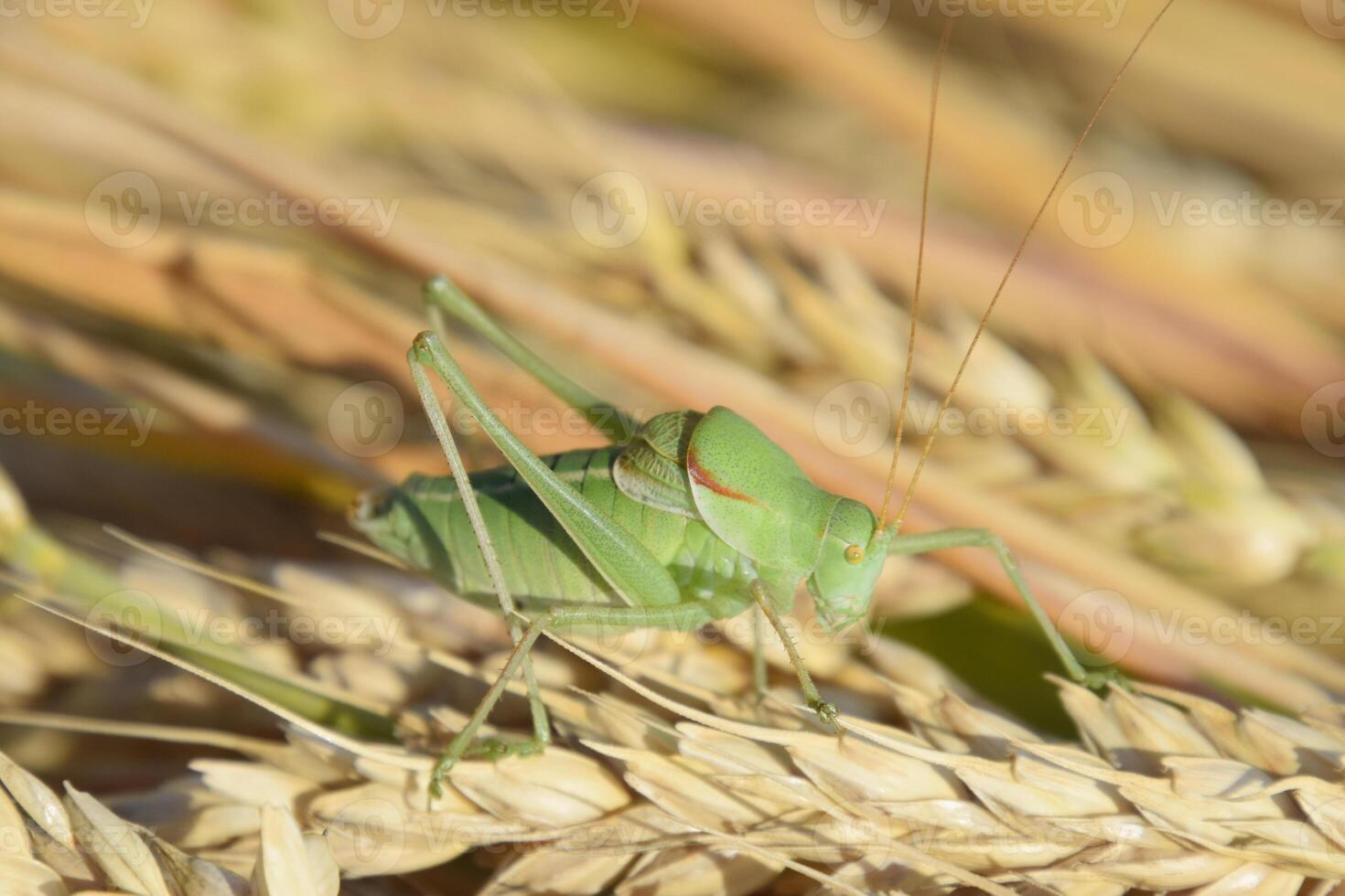 isofia. gräshoppa är ett isofi på en vete spikelet. foto