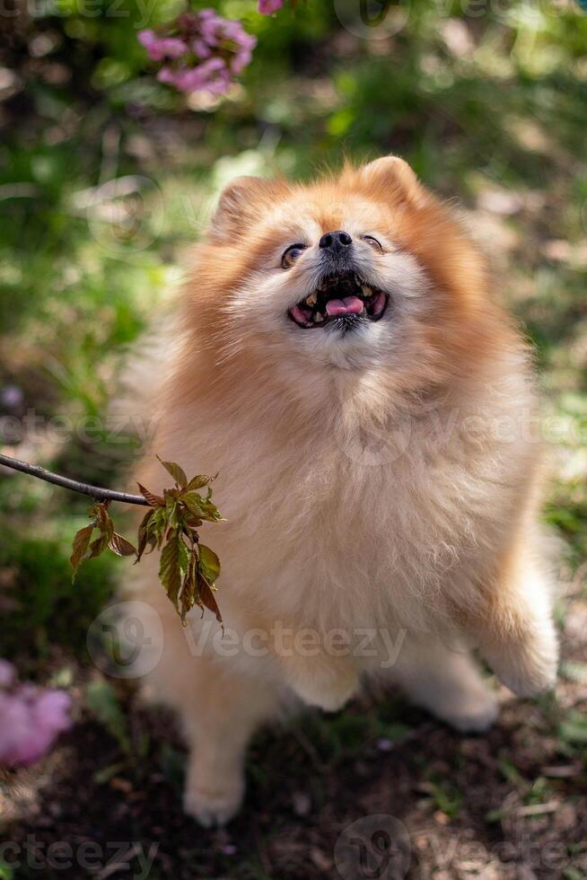 pomeranian spets hund står i de trädgård och ler. foto