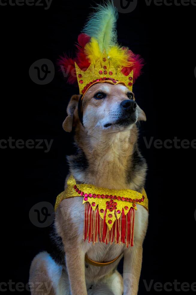 porträtt av en hund klädd för karneval, med fjädrar, paljetter och glitter foto