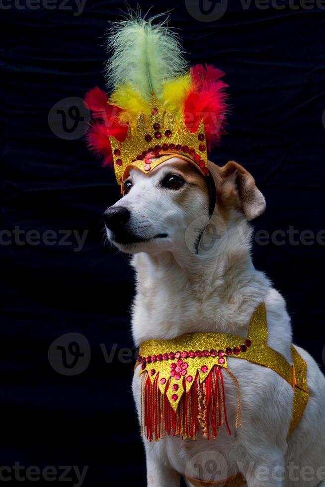 porträtt av en hund klädd för karneval, med fjädrar, paljetter och glitter foto