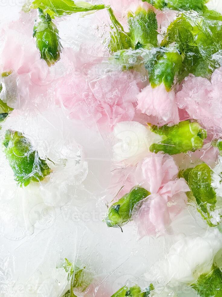 nejlika, trädgård blommor frysta i is. backgraund foto