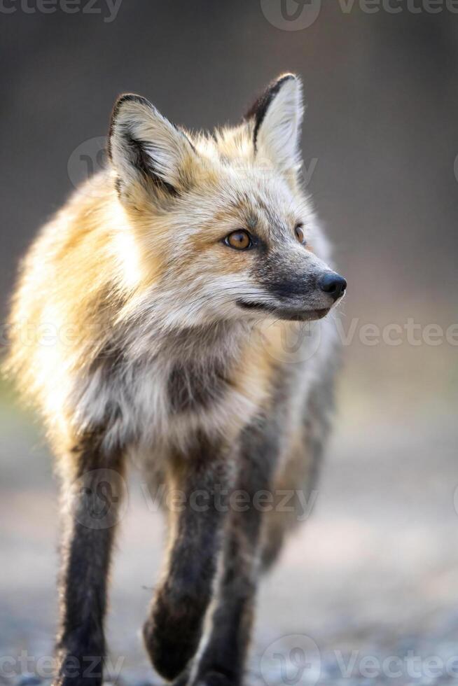 räv jakt kanada foto