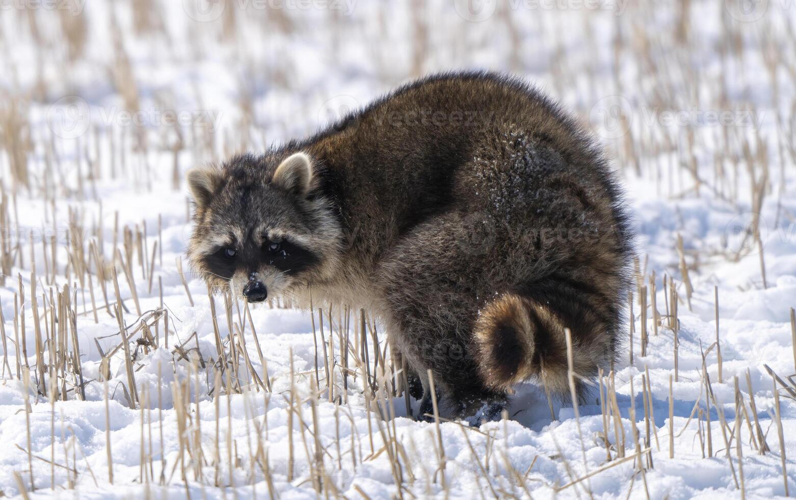 stänga upp racoon foto