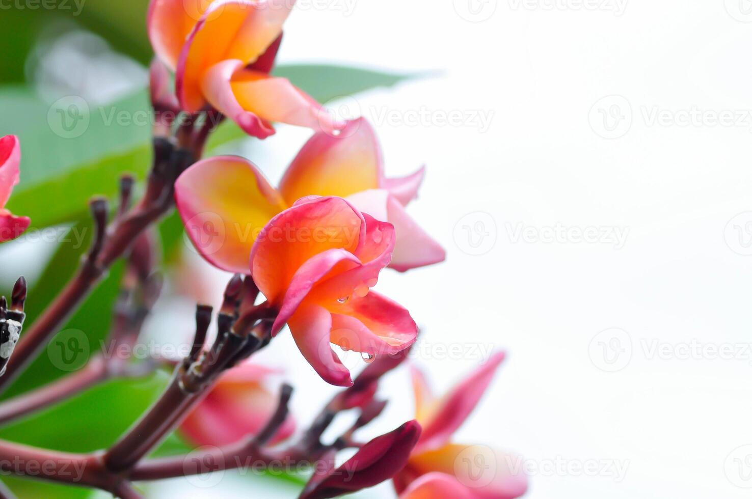 frangipani, frangipani blomma eller pagod träd eller orange blomma foto