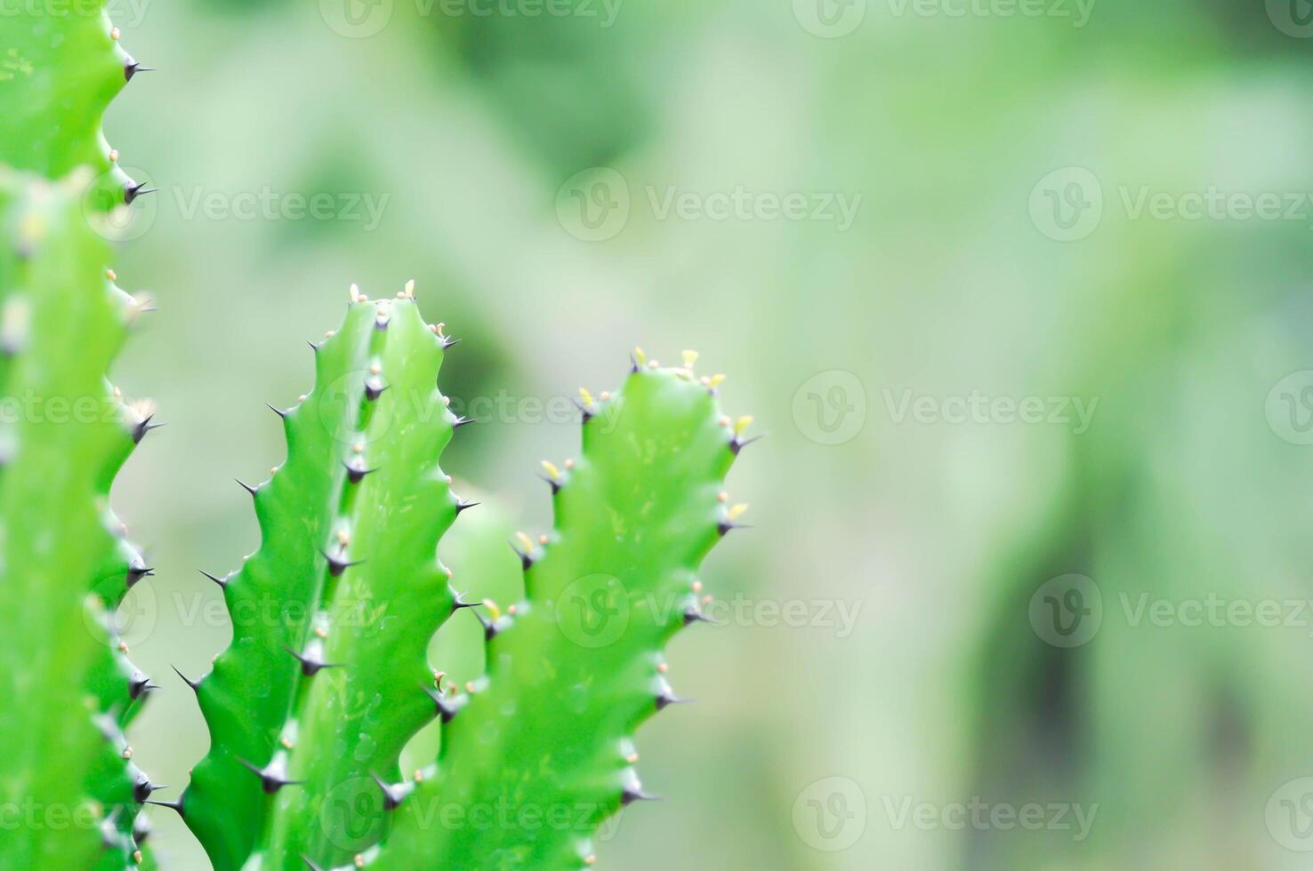 kaktus växt eller euphorbia eller euphorbia mayurnathanii , eufori laktea eller euphorbia lacei krabba foto