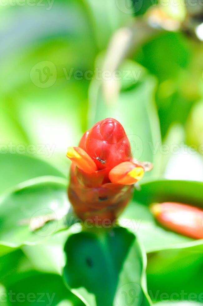 costus speciosus, crape ingefära eller malaysiska ingefära eller spiral flagga eller costus speciosus cheilocostus speciosus, costaceae eller sockerrör vass eller crape ingefära eller malaysiska ingefära eller spiral flagga foto