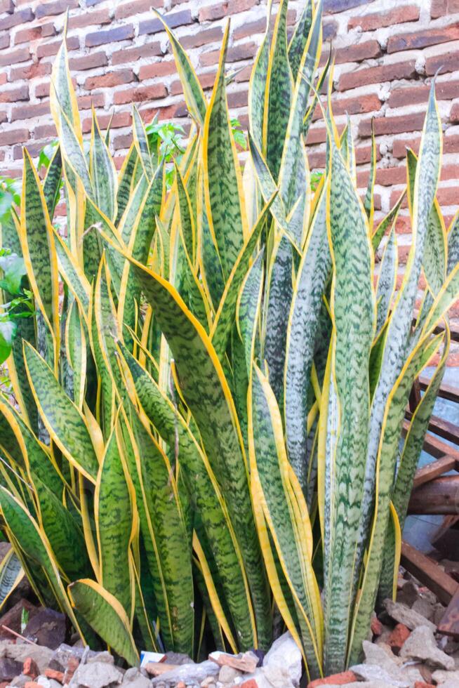 orm växt eller sansevieria trifasciata eller genie's tunga växt. selektiv fokus. foto