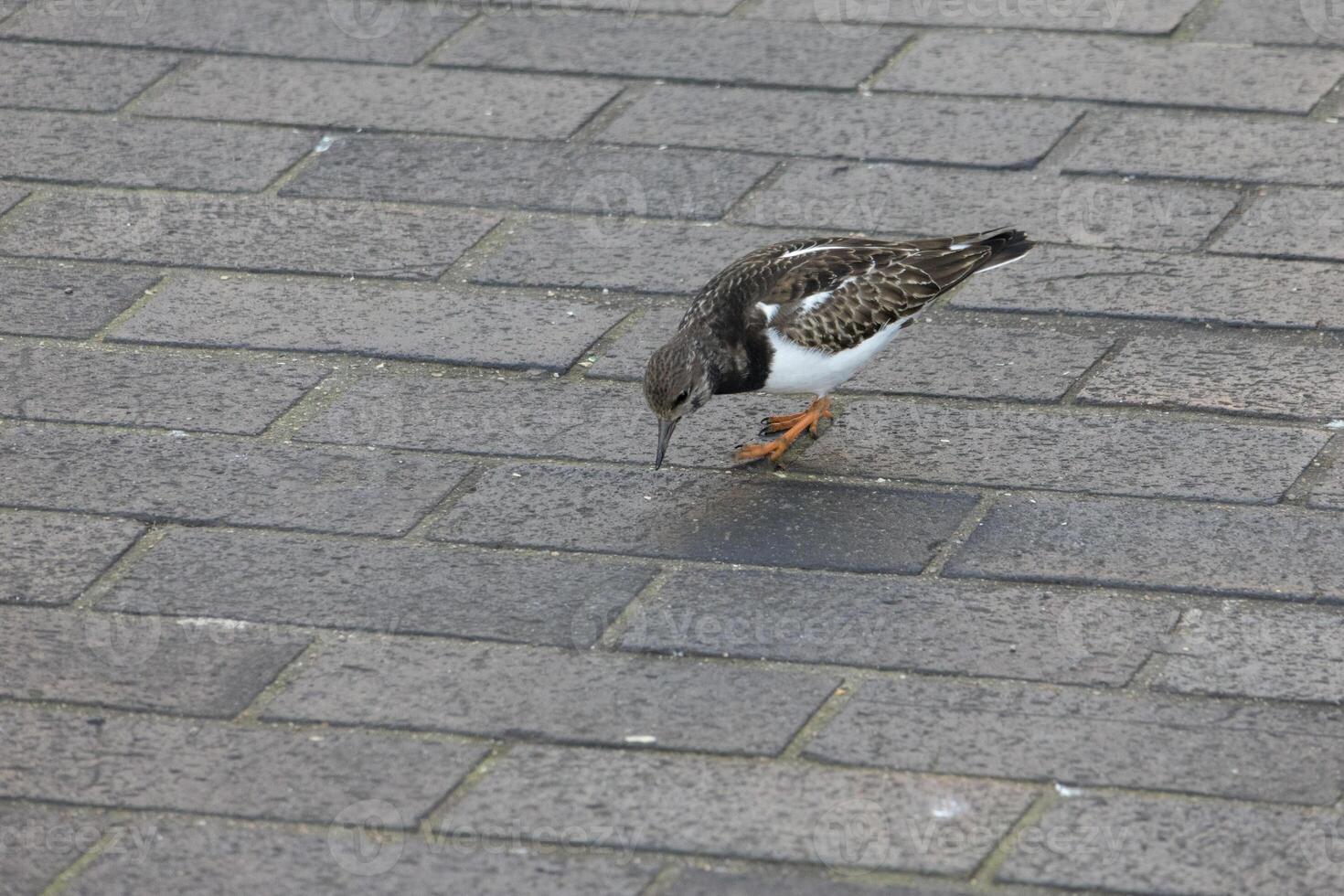 rödblommig vändsten, arenaria tolkar, i brixham foto