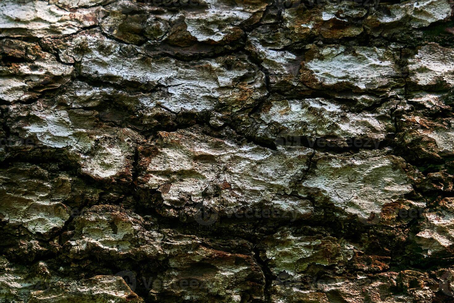 bark textur av gammal träd stänga upp foto