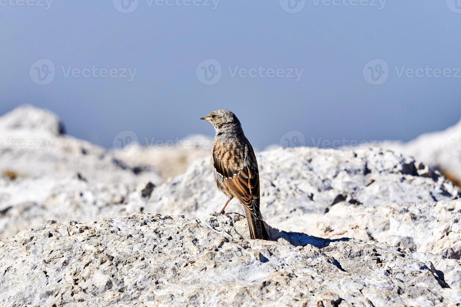 små fågel alpina accentor på vit stenar på en suddig bakgrund foto