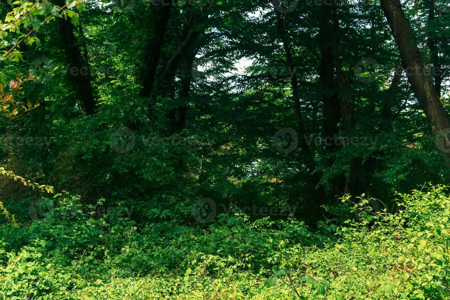 skog landskap, tjocklekar av träd entwined med lianer, i en subtropisk lövfällande skog foto