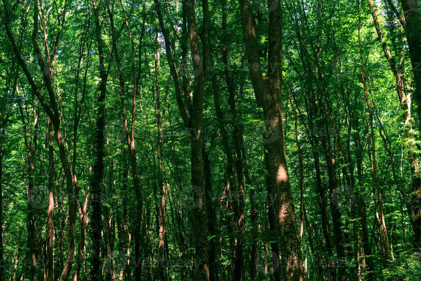 kronor och trunkar av lång träd i en tät bredblad skog foto