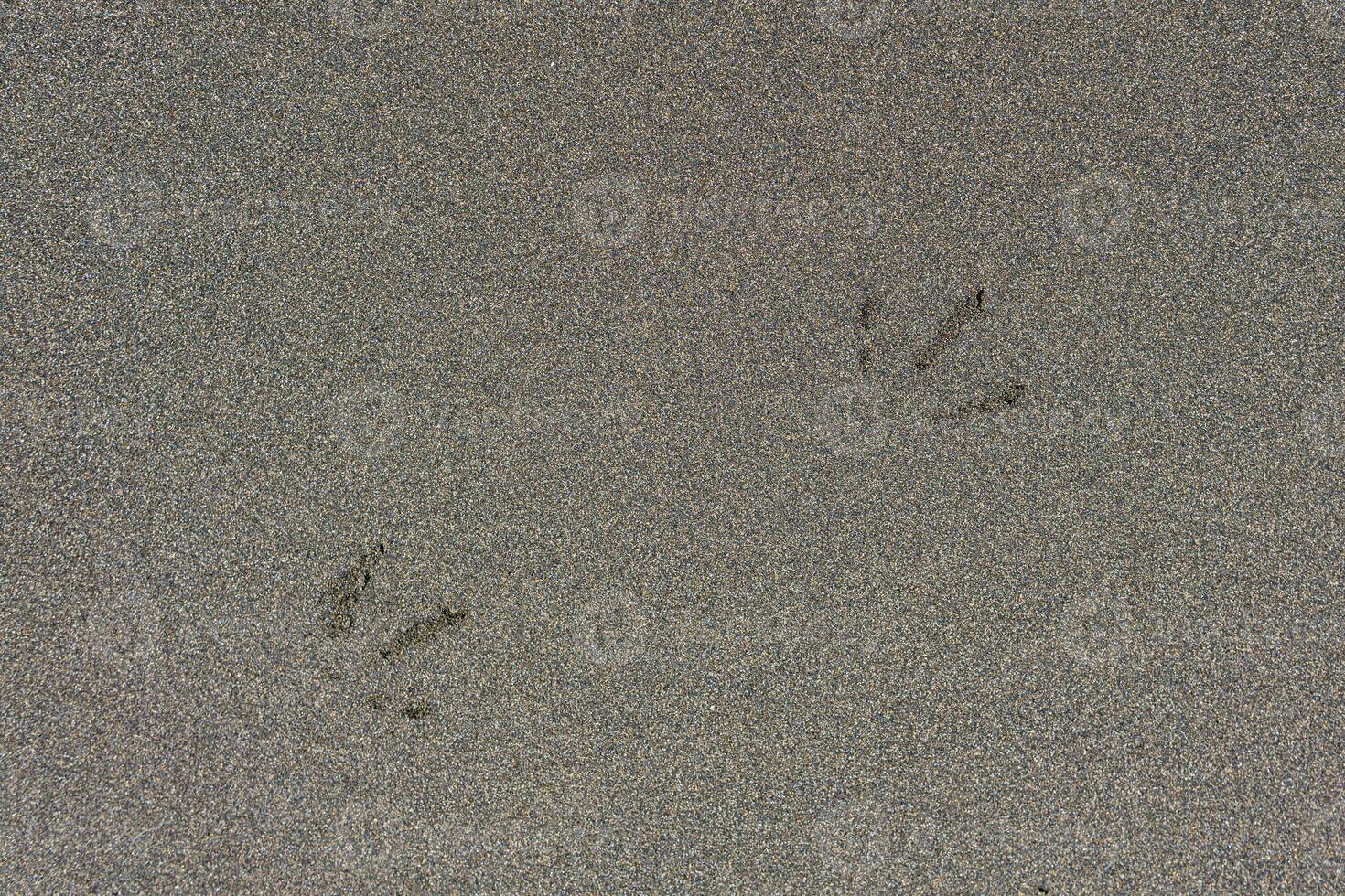 bakgrund, textur - kust sand med fågel Spår foto