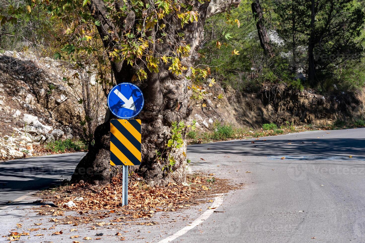 träd i de mitten av de väg var bevarad när de motorväg var byggd foto