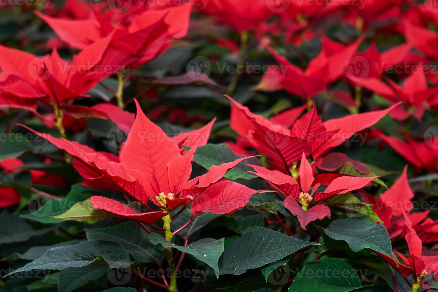 blomning julstjärna, röd löv av jul blomma stänga upp foto