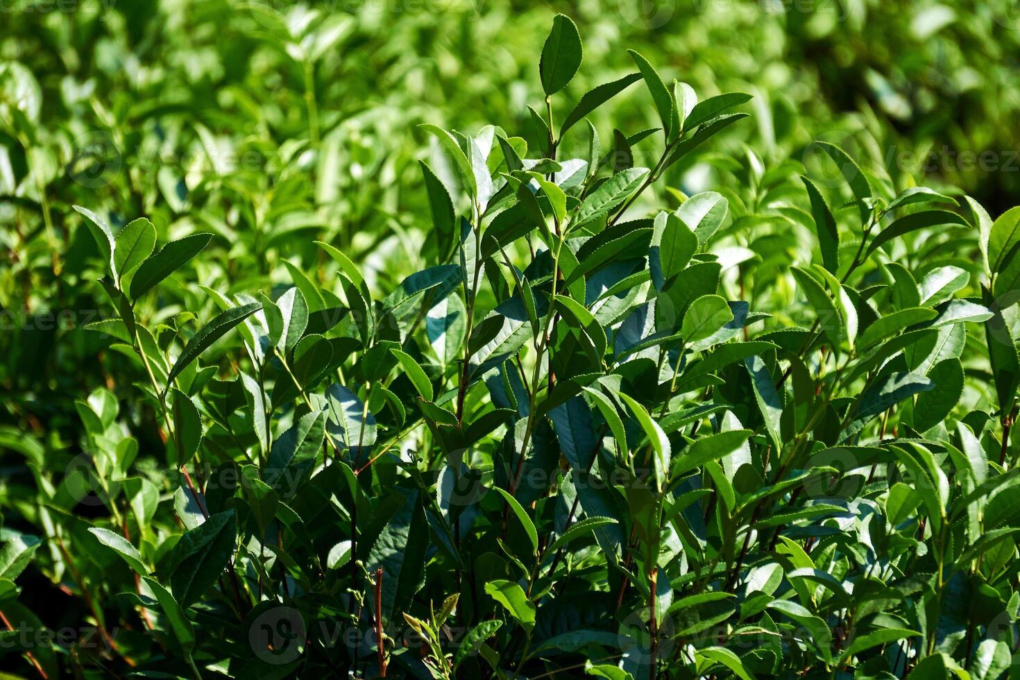löv av te buskar på en plantage närbild på en suddig bakgrund foto