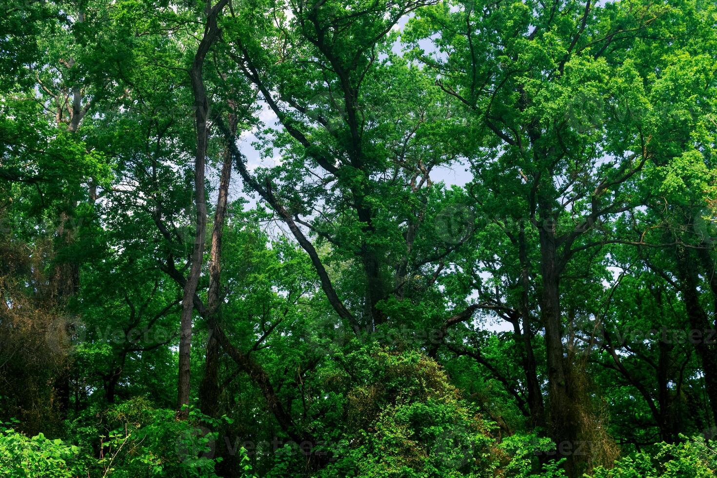 kronor av lång träd i en bredblad skog foto