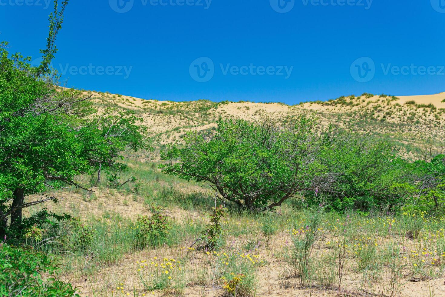 vår öken, blomning vegetation på de kant av de sarykum sand dyn foto