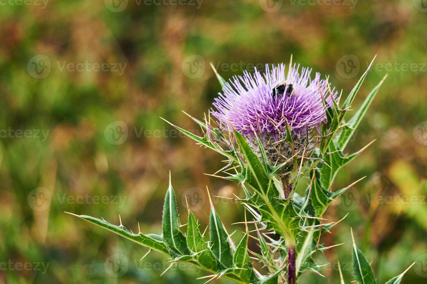 tistel blomma med humla på suddig bakgrund foto