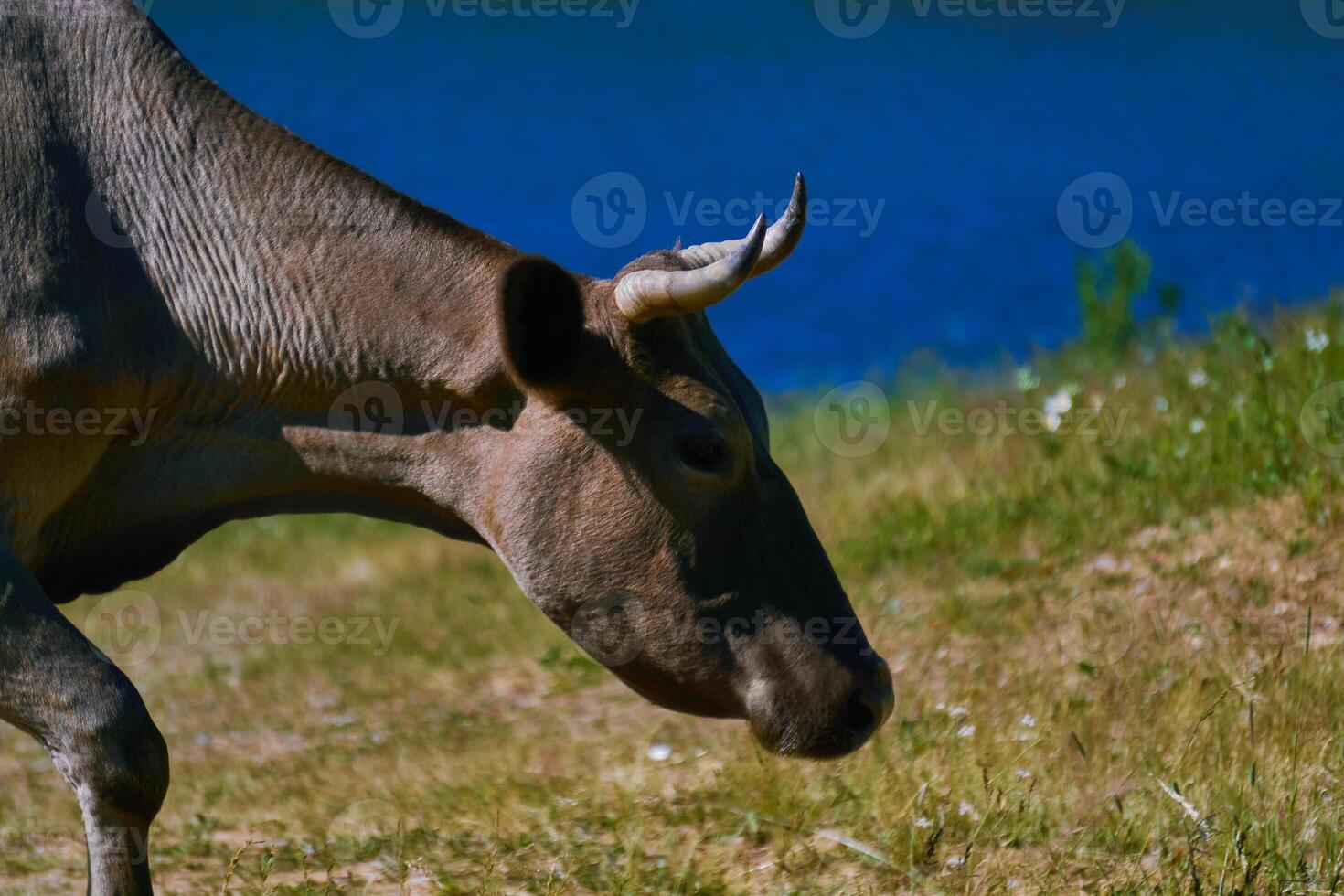 huvud av en ko betning på de Strand, närbild foto