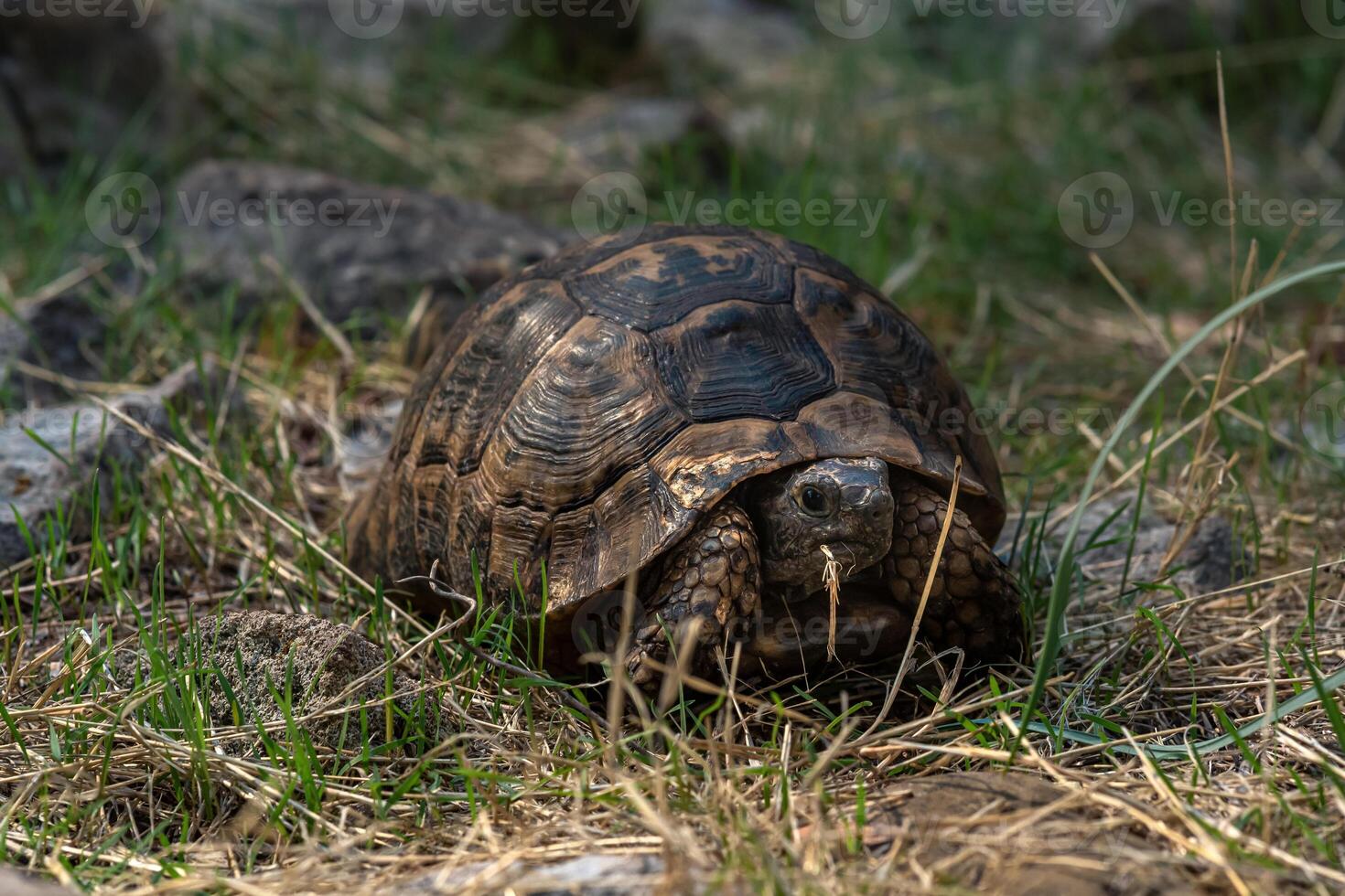 grekisk sköldpadda testudo graeca i de vild foto