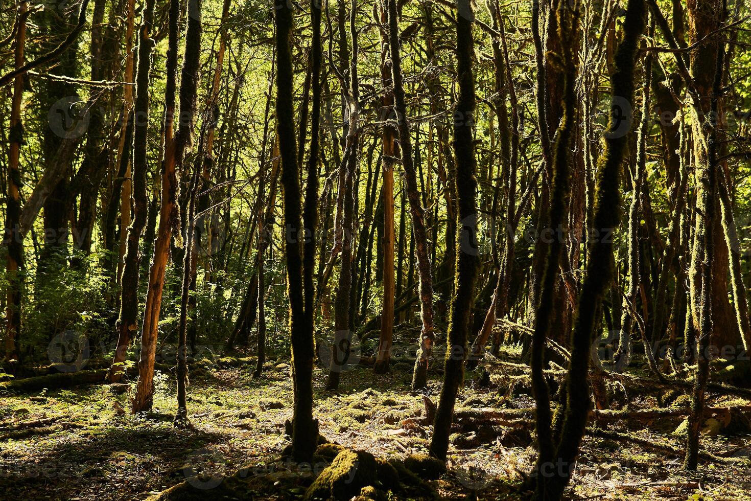 död- buxbom skog på grund av till låda träd fjäril angrepp i Kaukasus, ryssland foto