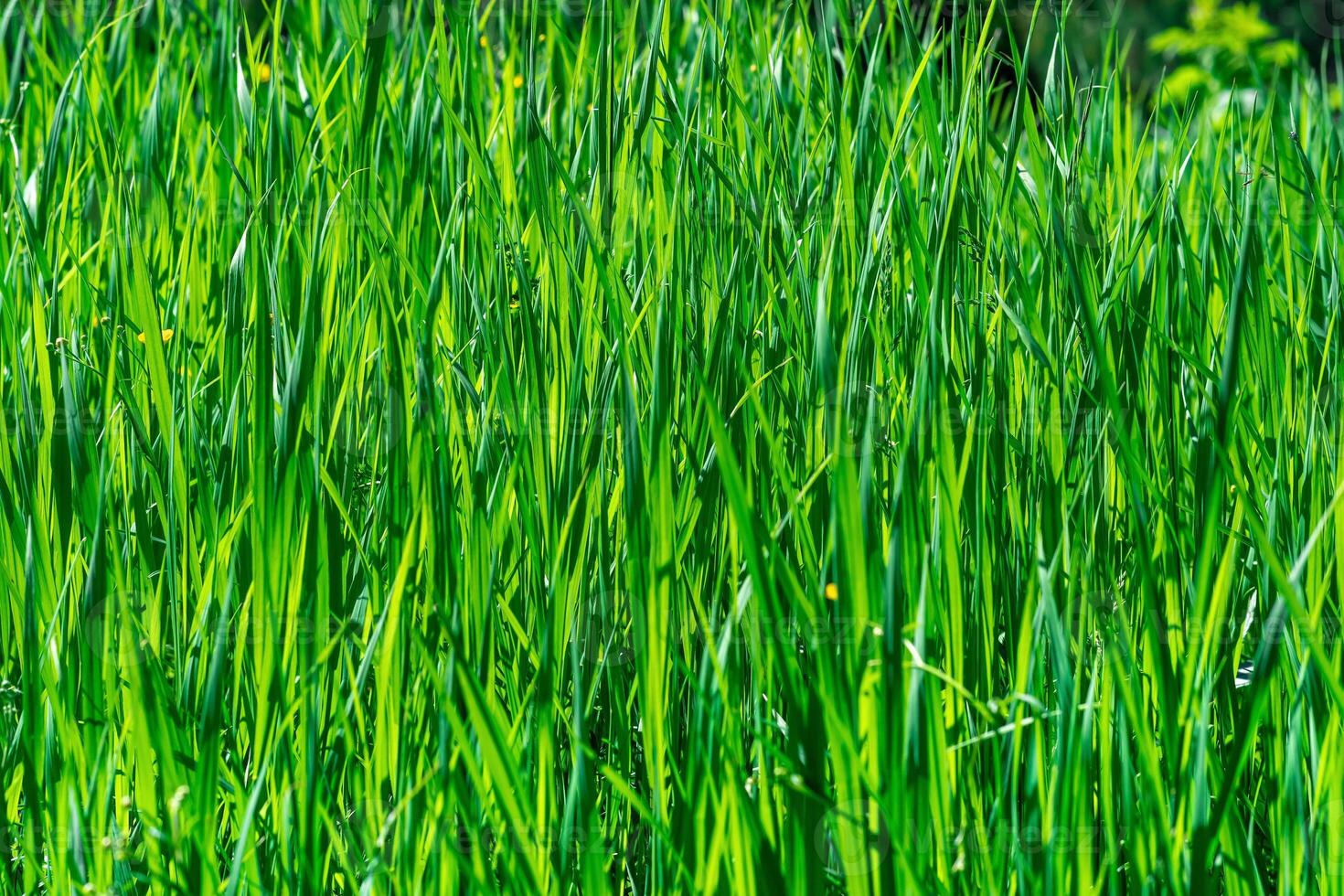 naturlig bakgrund - tjocklekar av grön gräs starr upplyst förbi de Sol foto